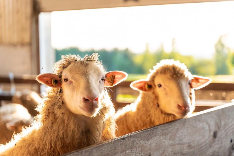 Ferme Péchés Moutons — ferme locale au Québec