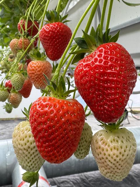 Le Roi de la Fraise — ferme locale à Montérégie