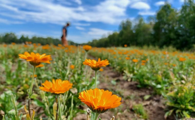 Millefolia ferme aromatique — ferme locale au Québec
