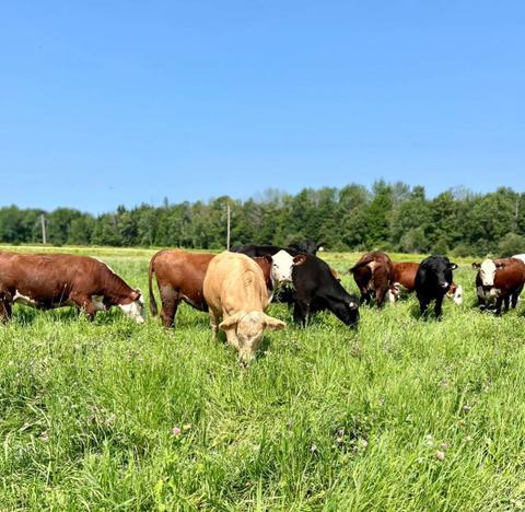 Ferme Élivic — ferme locale au Québec